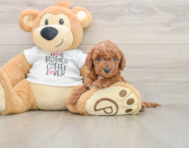 5 week old Mini Irish Doodle Puppy For Sale - Windy City Pups