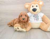 5 week old Mini Irish Doodle Puppy For Sale - Windy City Pups