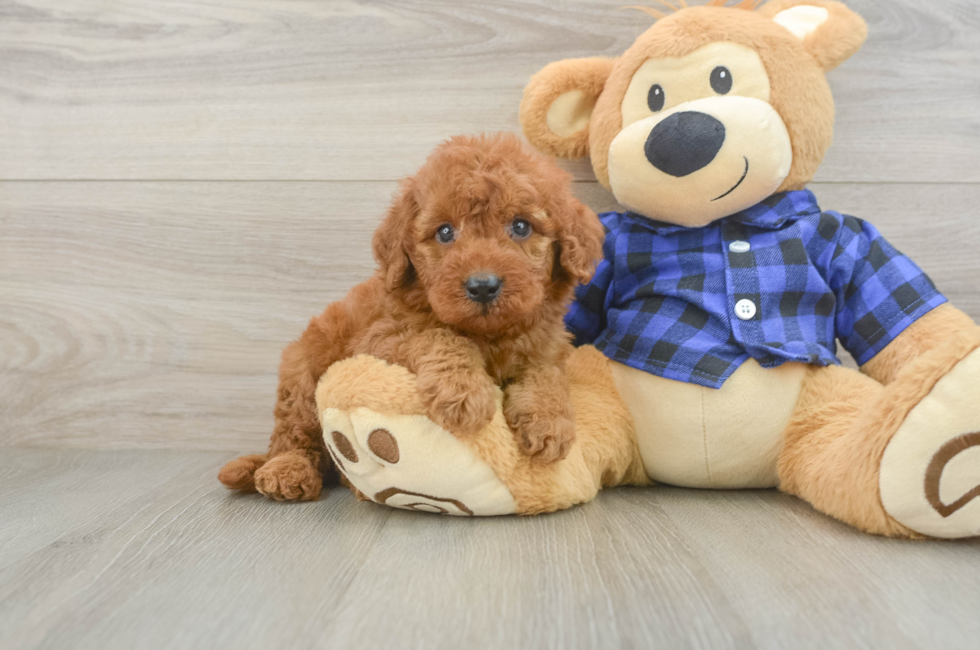 6 week old Mini Irish Doodle Puppy For Sale - Windy City Pups