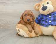 8 week old Mini Irish Doodle Puppy For Sale - Windy City Pups