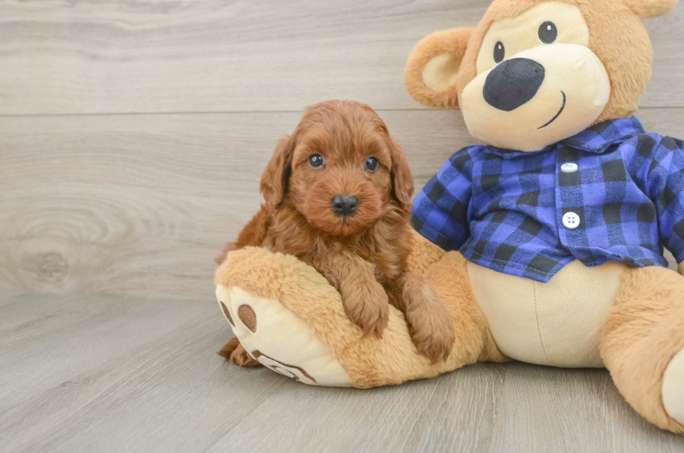 6 week old Mini Irish Doodle Puppy For Sale - Windy City Pups