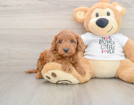 5 week old Mini Irish Doodle Puppy For Sale - Windy City Pups