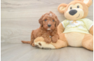 Hypoallergenic Mini Irishdoodle Poodle Mix Puppy