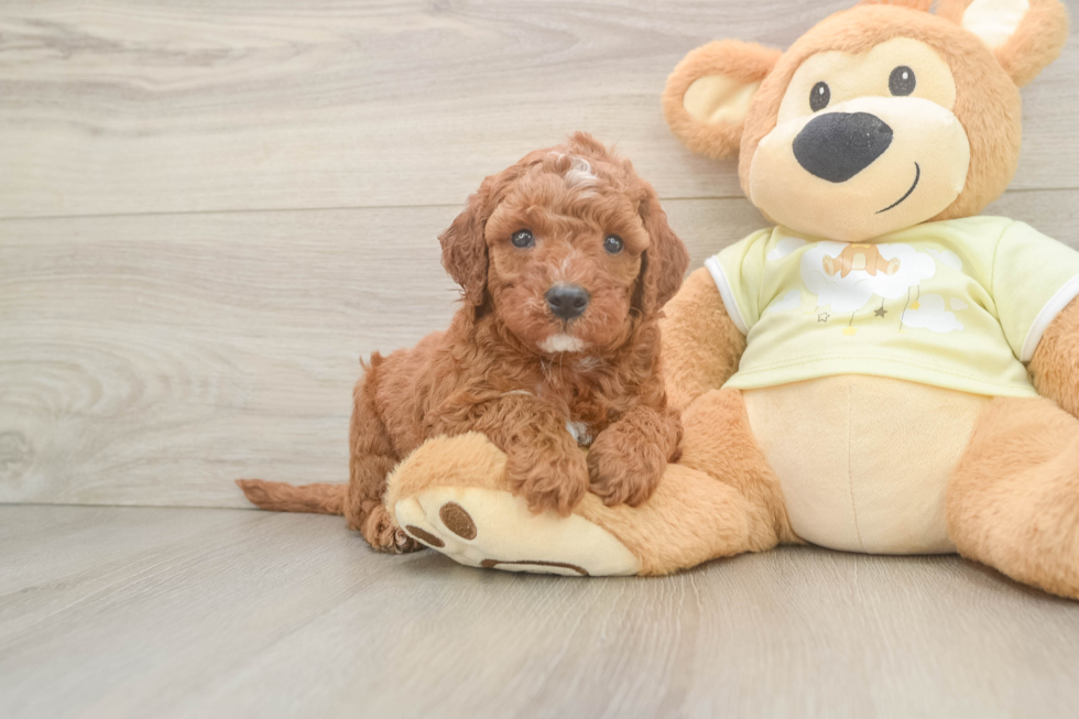 Hypoallergenic Mini Irishdoodle Poodle Mix Puppy