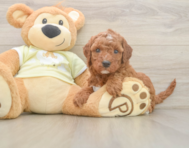 5 week old Mini Irish Doodle Puppy For Sale - Windy City Pups