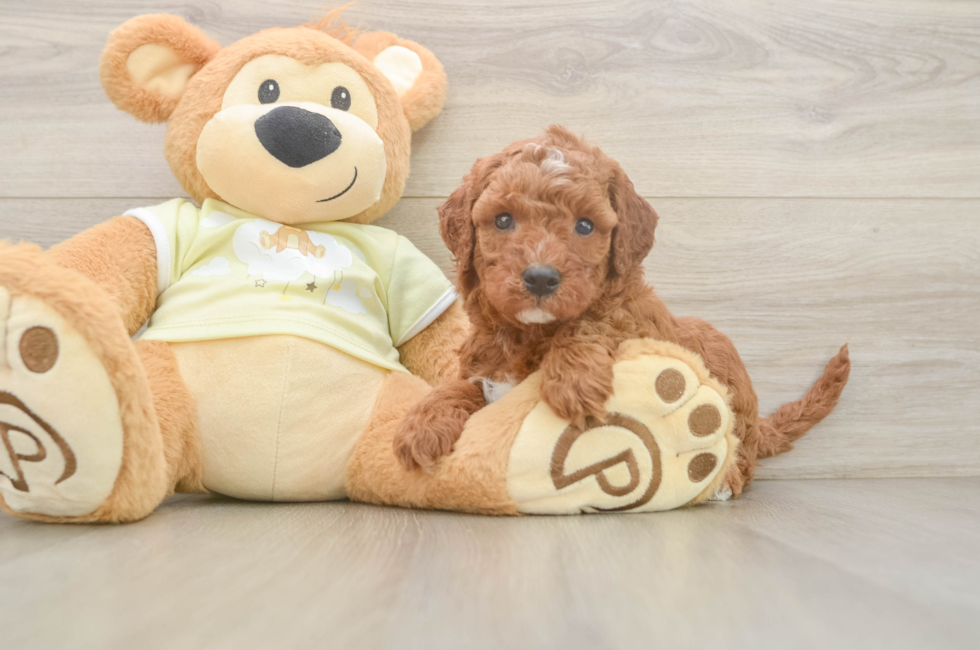 5 week old Mini Irish Doodle Puppy For Sale - Windy City Pups