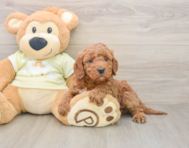 6 week old Mini Irish Doodle Puppy For Sale - Windy City Pups