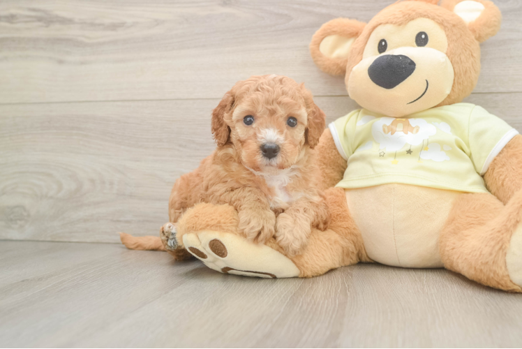 Friendly Mini Irish Doodle Baby