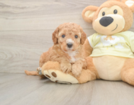 6 week old Mini Irish Doodle Puppy For Sale - Windy City Pups