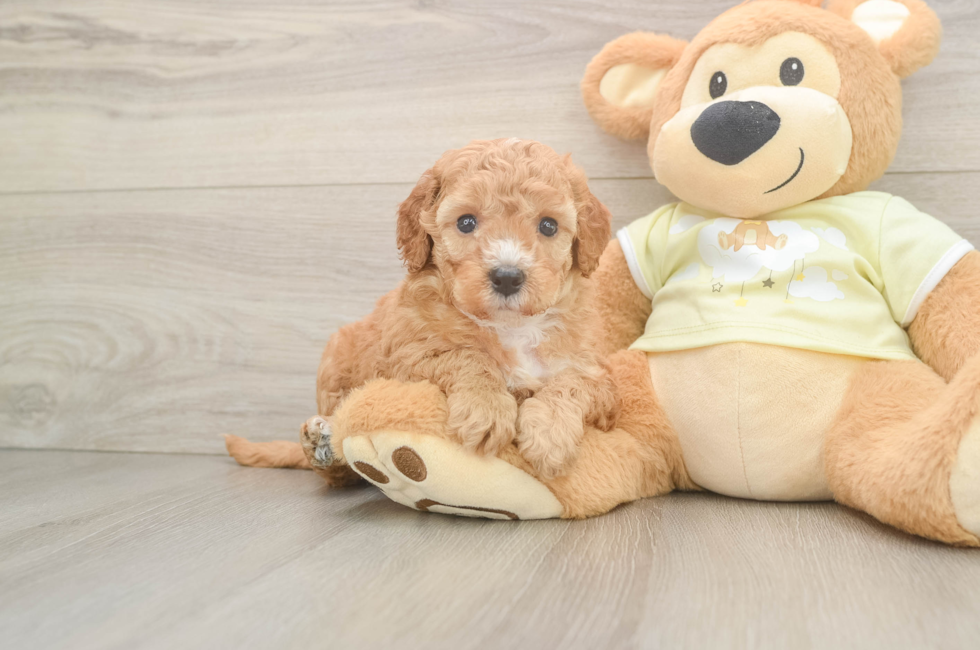 5 week old Mini Irish Doodle Puppy For Sale - Windy City Pups