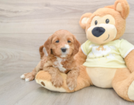 6 week old Mini Irish Doodle Puppy For Sale - Windy City Pups