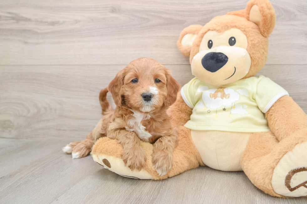 Small Mini Irish Doodle Baby