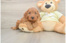 Energetic Mini Irishdoodle Poodle Mix Puppy