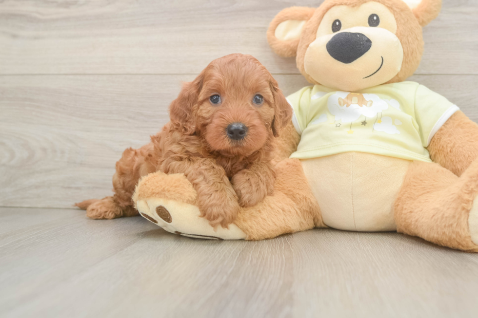 Energetic Mini Irishdoodle Poodle Mix Puppy