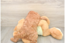 Adorable Setterdoodle Poodle Mix Puppy