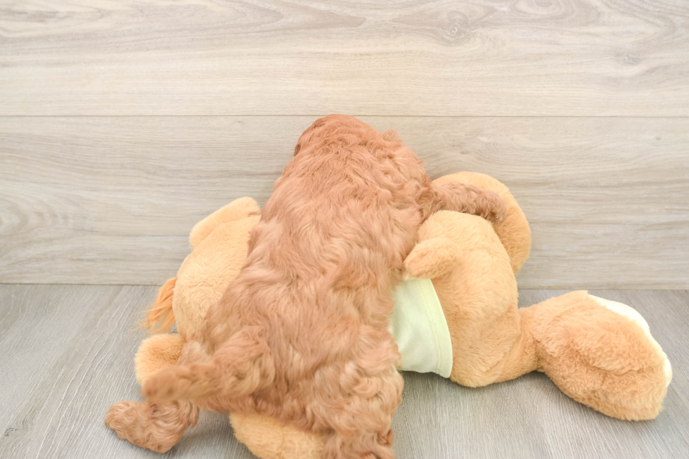 Adorable Setterdoodle Poodle Mix Puppy