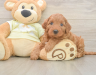 6 week old Mini Irish Doodle Puppy For Sale - Windy City Pups