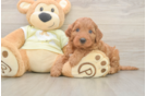 Hypoallergenic Irish Setterpoo Poodle Mix Puppy