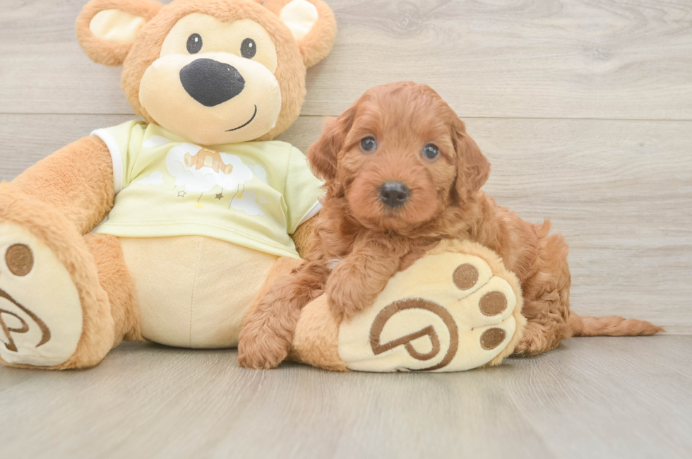 5 week old Mini Irish Doodle Puppy For Sale - Windy City Pups