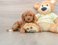 6 week old Mini Irish Doodle Puppy For Sale - Windy City Pups