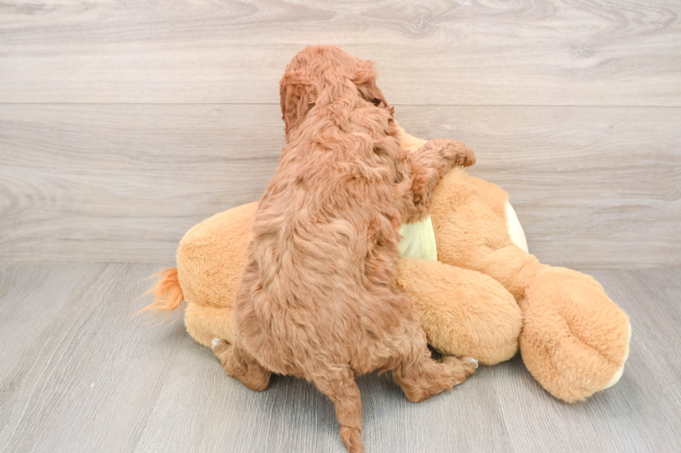 Best Mini Irish Doodle Baby