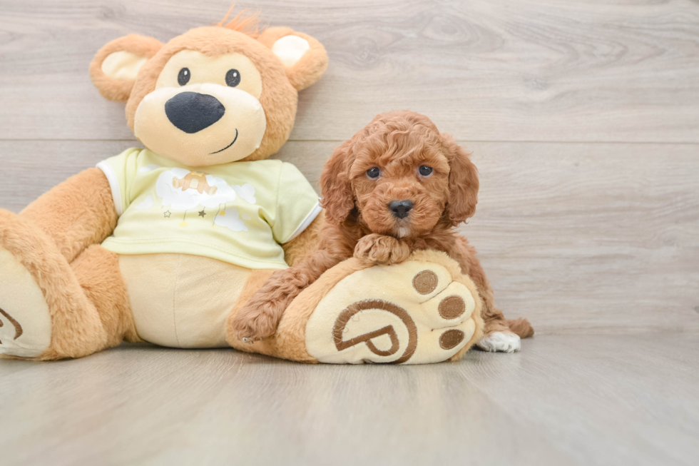 Adorable Irish Setterpoo Poodle Mix Puppy