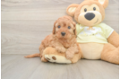 Fluffy Mini Irish Doodle Poodle Mix Pup