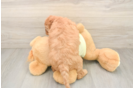 Funny Mini Irish Doodle Poodle Mix Pup