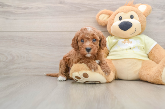 Best Mini Irish Doodle Baby