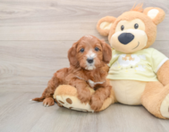 6 week old Mini Irish Doodle Puppy For Sale - Windy City Pups