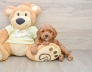 6 week old Mini Irish Doodle Puppy For Sale - Windy City Pups