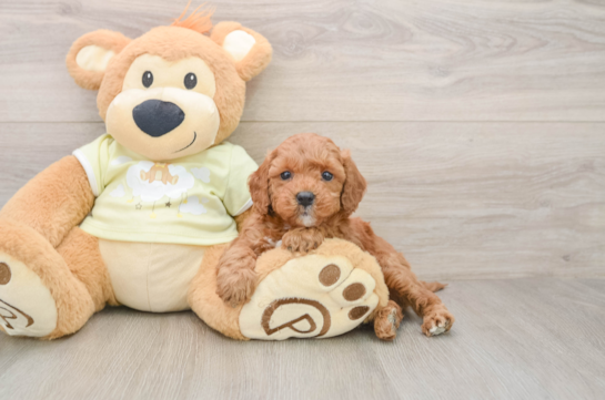 Best Mini Irish Doodle Baby