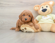 6 week old Mini Irish Doodle Puppy For Sale - Windy City Pups