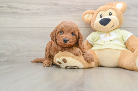 Smart Mini Irish Doodle Poodle Mix Pup