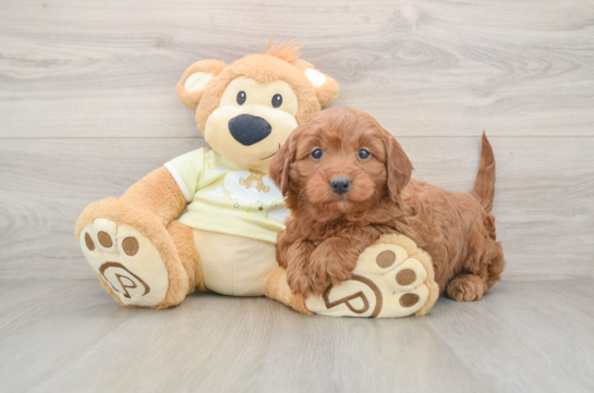 Mini Irish Doodle Puppy for Adoption