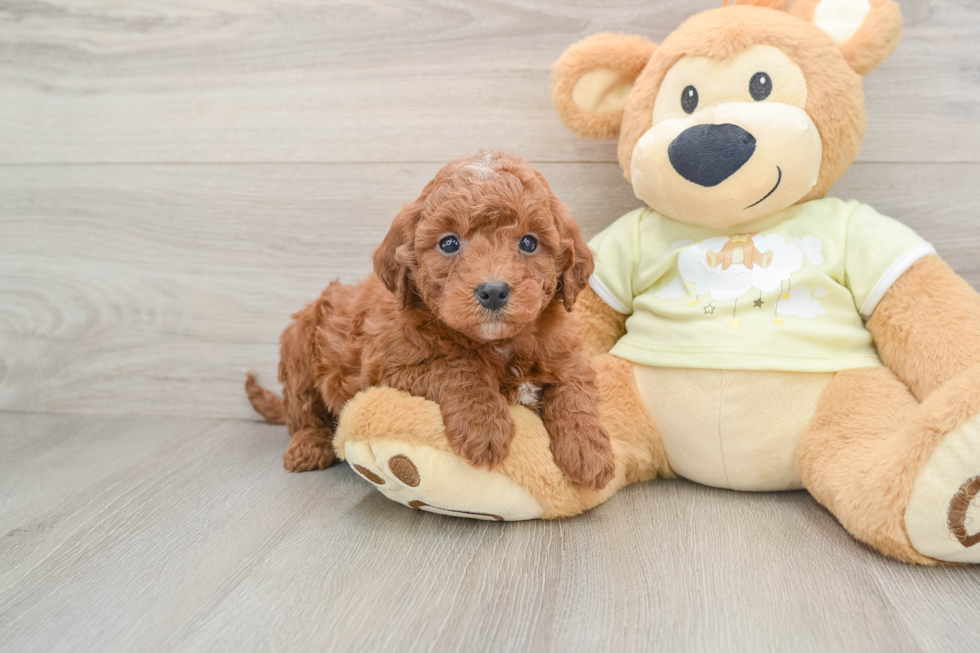 Petite Mini Irish Doodle Poodle Mix Pup