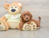 6 week old Mini Irish Doodle Puppy For Sale - Windy City Pups