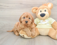 6 week old Mini Irish Doodle Puppy For Sale - Windy City Pups