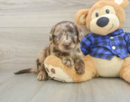 5 week old Mini Labradoodle Puppy For Sale - Windy City Pups