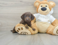 6 week old Mini Labradoodle Puppy For Sale - Windy City Pups