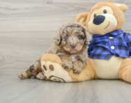 8 week old Mini Labradoodle Puppy For Sale - Windy City Pups