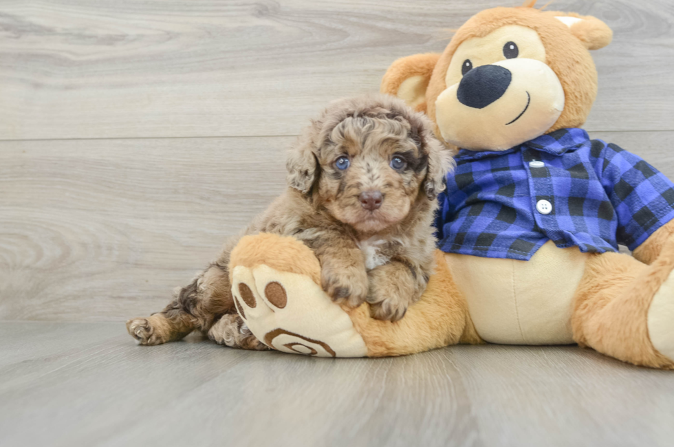 6 week old Mini Labradoodle Puppy For Sale - Windy City Pups