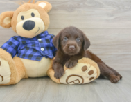 5 week old Mini Labradoodle Puppy For Sale - Windy City Pups