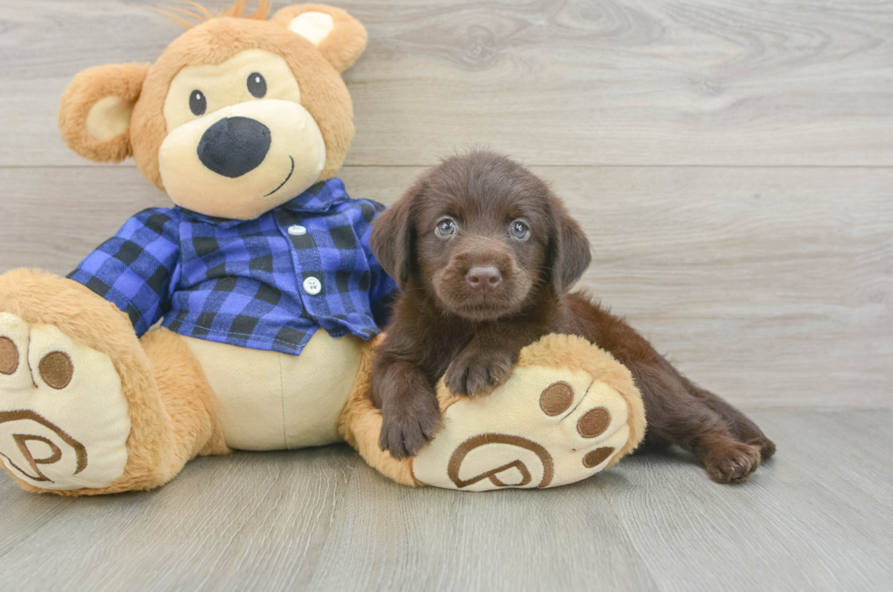 6 week old Mini Labradoodle Puppy For Sale - Windy City Pups