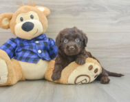 5 week old Mini Labradoodle Puppy For Sale - Windy City Pups