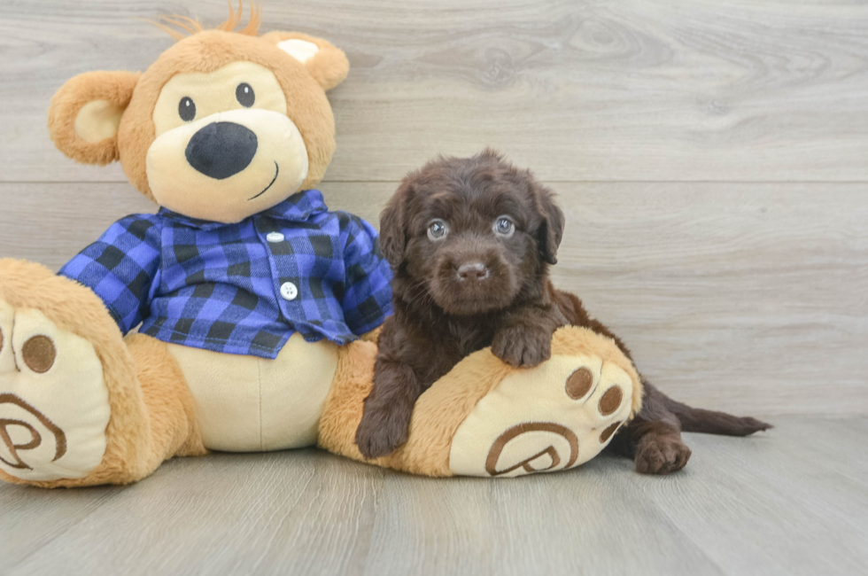 6 week old Mini Labradoodle Puppy For Sale - Windy City Pups