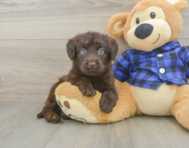6 week old Mini Labradoodle Puppy For Sale - Windy City Pups
