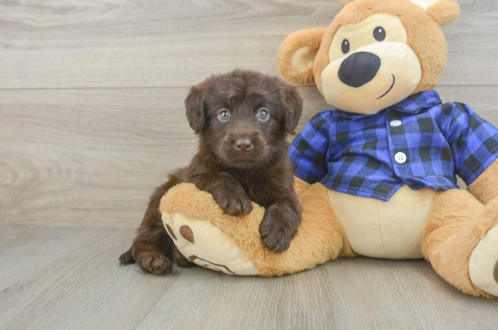 6 week old Mini Labradoodle Puppy For Sale - Windy City Pups