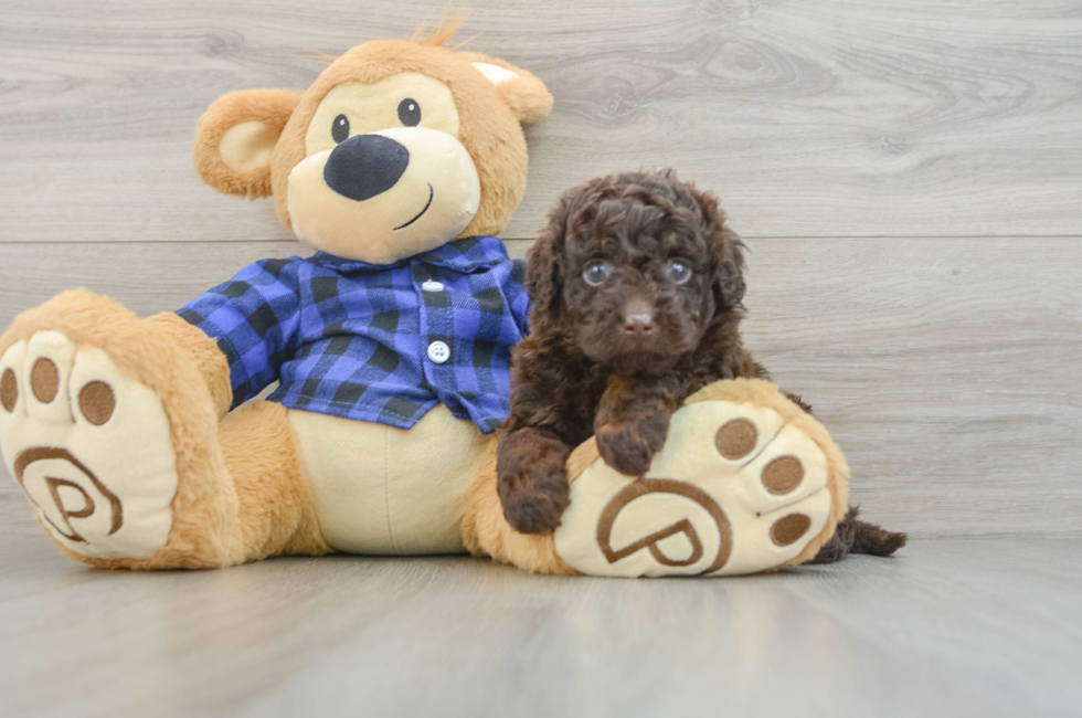 6 week old Mini Labradoodle Puppy For Sale - Windy City Pups