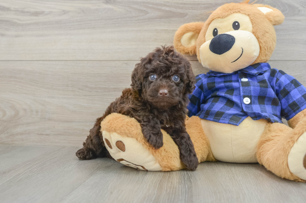 6 week old Mini Labradoodle Puppy For Sale - Windy City Pups